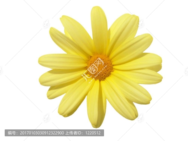頭狀花序