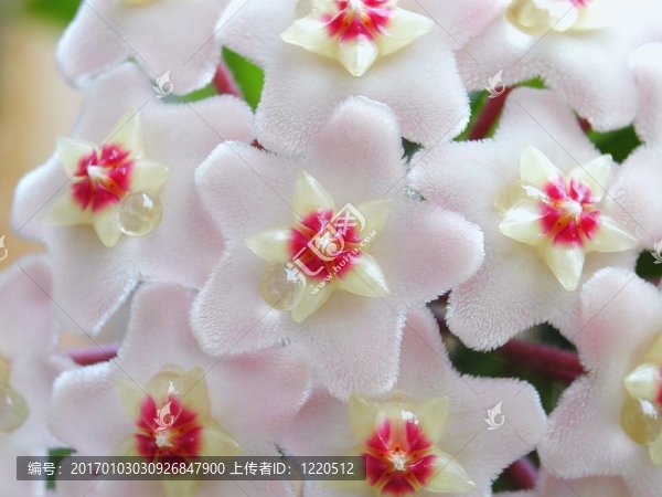 霍亞花