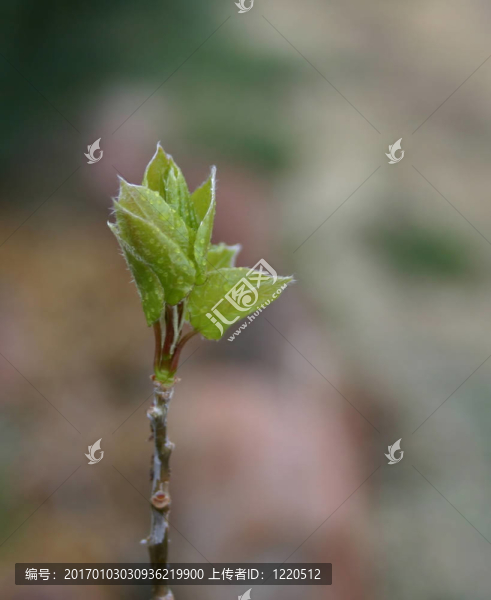 春天的樹葉3957