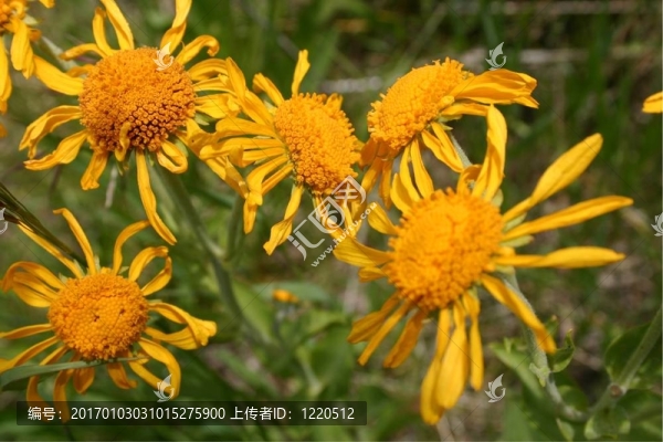 雛菊8992