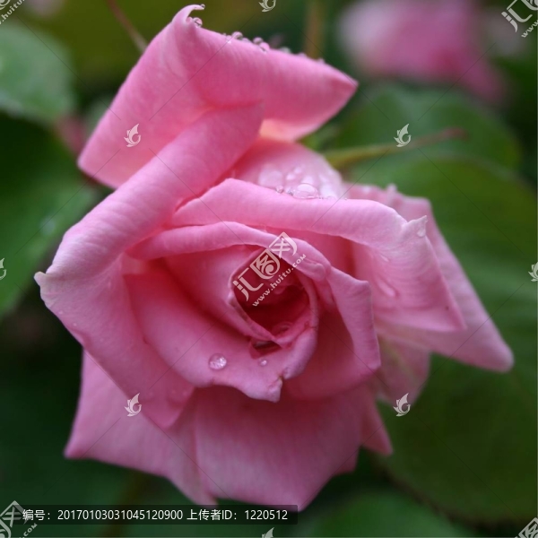明亮的粉紅玫瑰