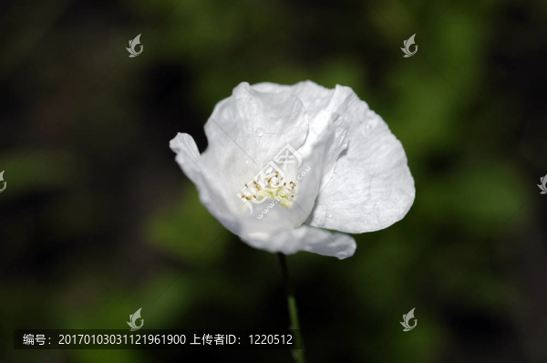 白罌粟