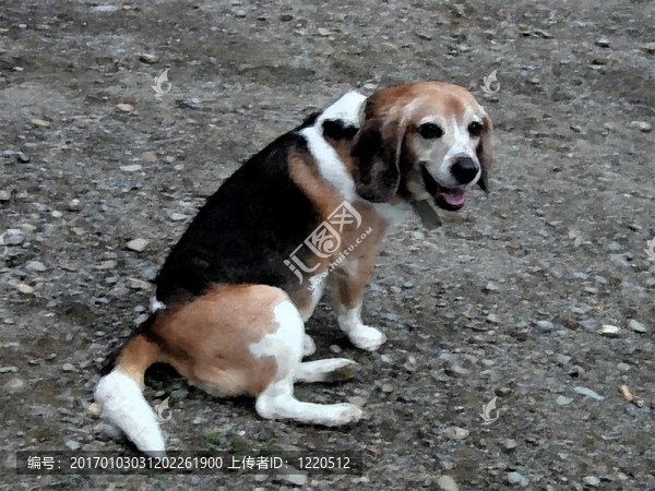比格犬