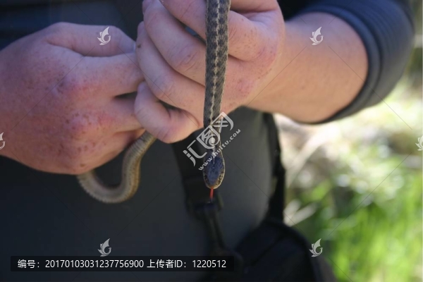 蛇