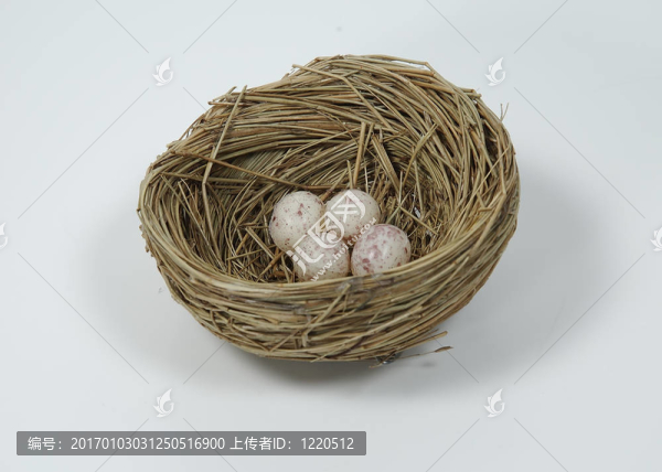 卵的巢
