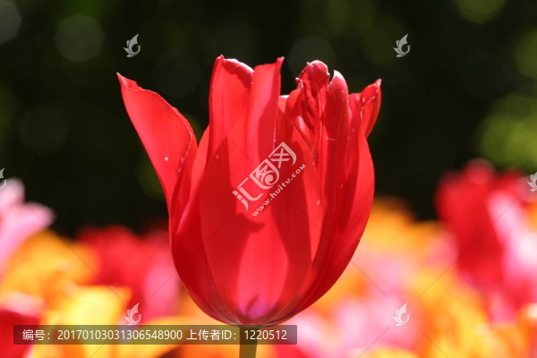 紅色的郁金香