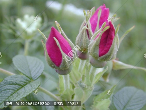 玫瑰花蕾