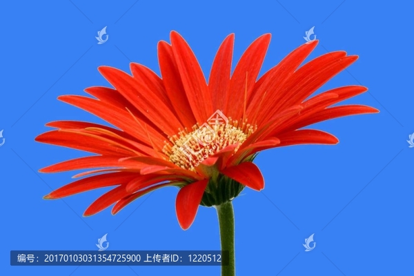 非洲菊