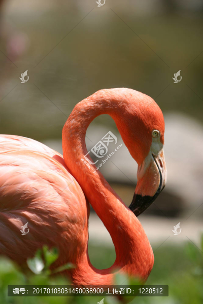 火烈鳥(niǎo)3