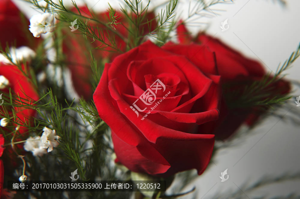 紅玫瑰2