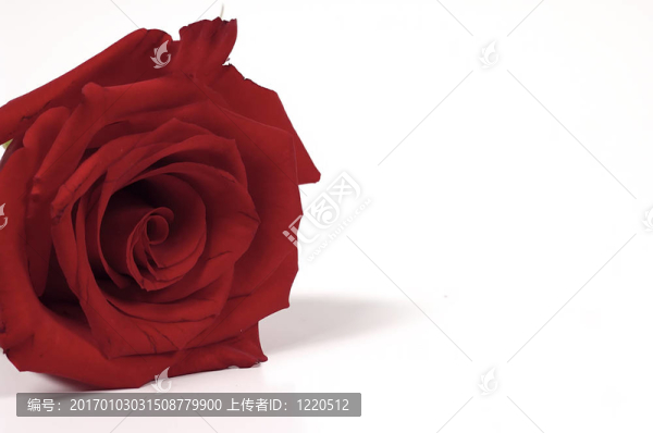 紅玫瑰3