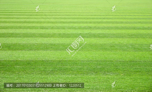 草坪