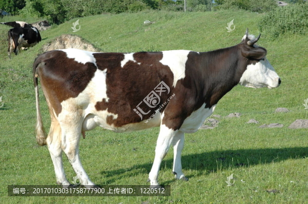 田野上的牛