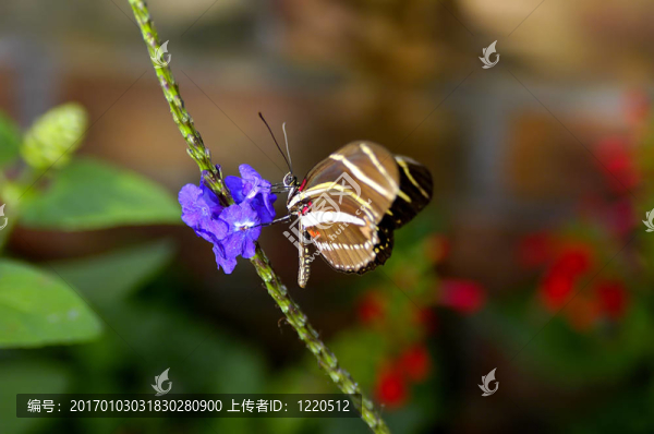 蝴蝶