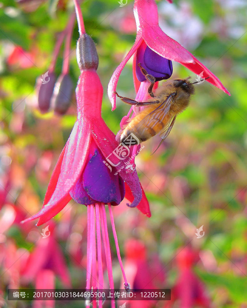 蜜蜂在fuscia