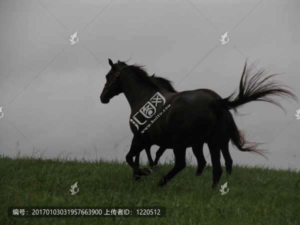 奔跑的馬匹