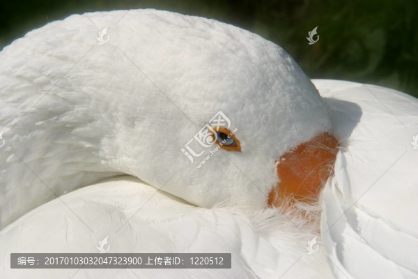 鵝