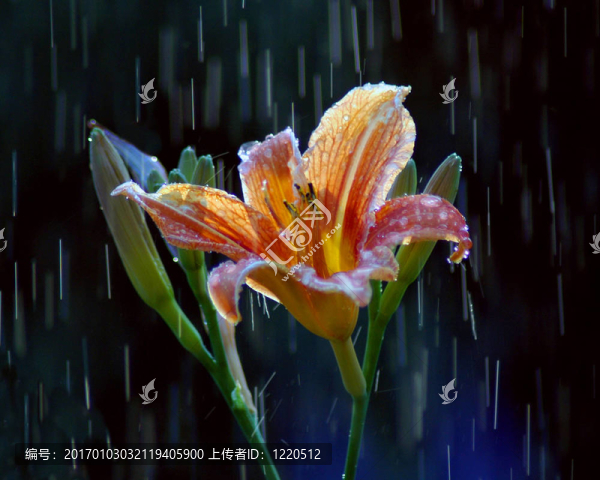下雨daylilly