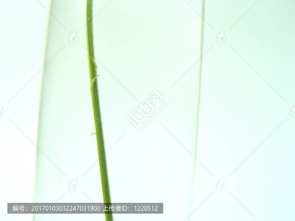 最后的希望