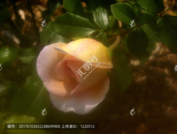 玫瑰