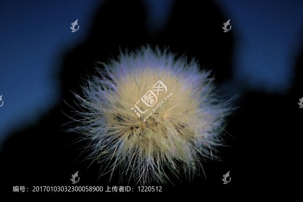泡芙球
