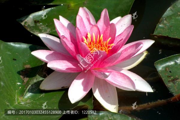 水百合
