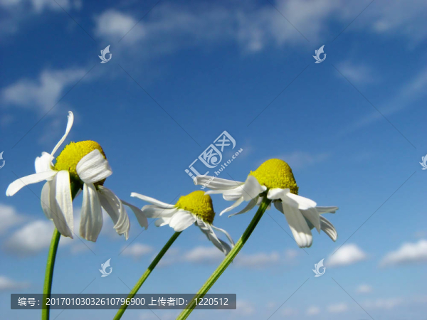3在風(fēng)中