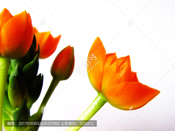 橙花