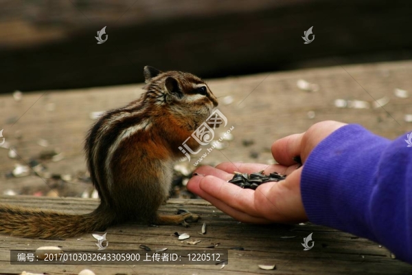 小妞