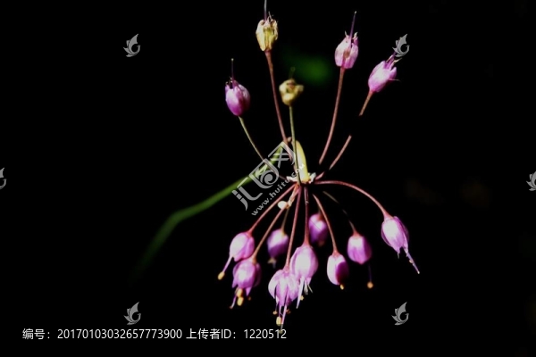 紫色的別的什么