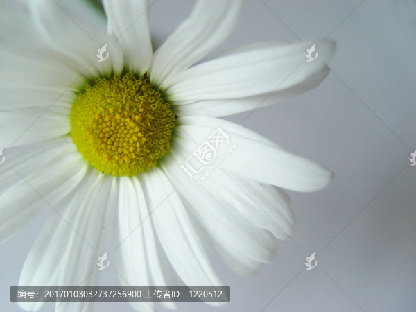 夏菊花白