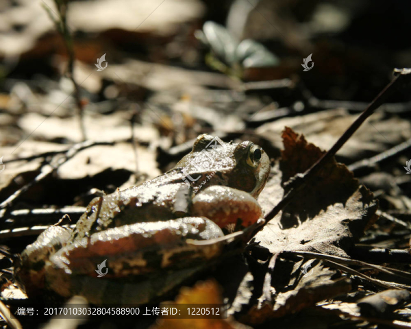 青蛙在Forest
