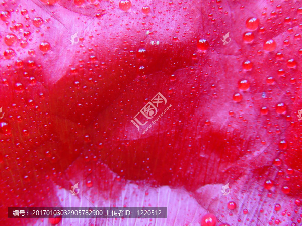 罌粟花葉1