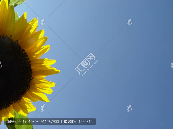 向日葵