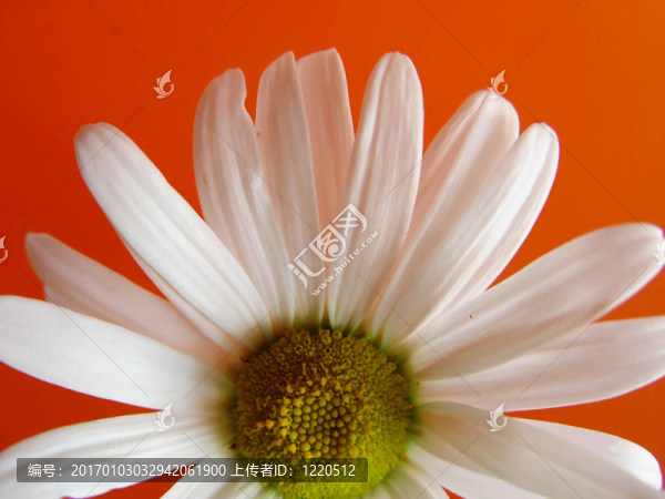 夏菊花橙