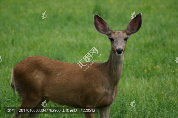 穆樂德耳DOE