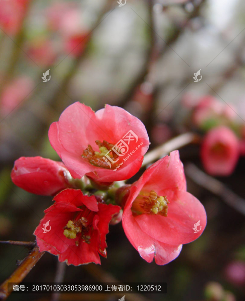 石榴花