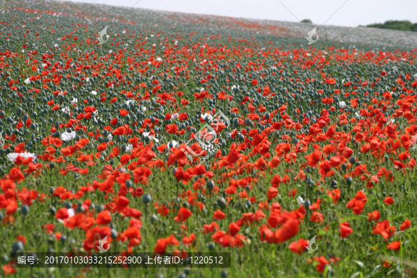 罌粟田野