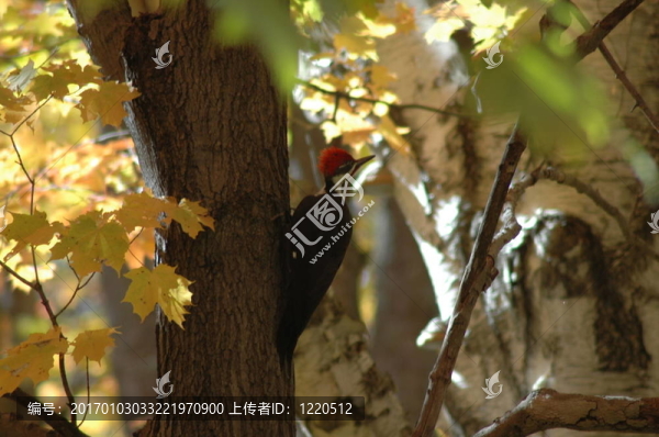 啄木鳥