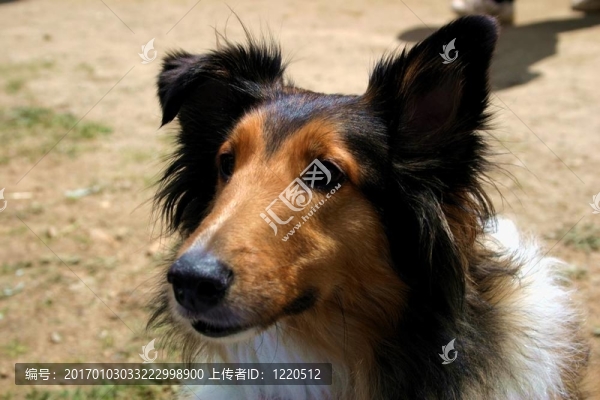 喜樂蒂牧羊犬