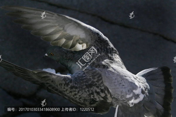 鴿鳥飛