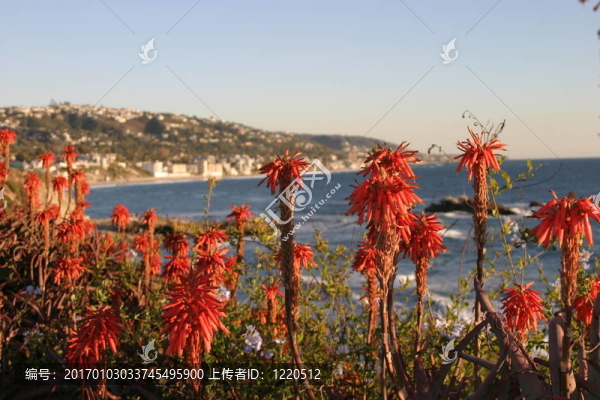 Aloe,Vera的花