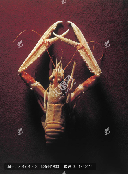 shrimp2
