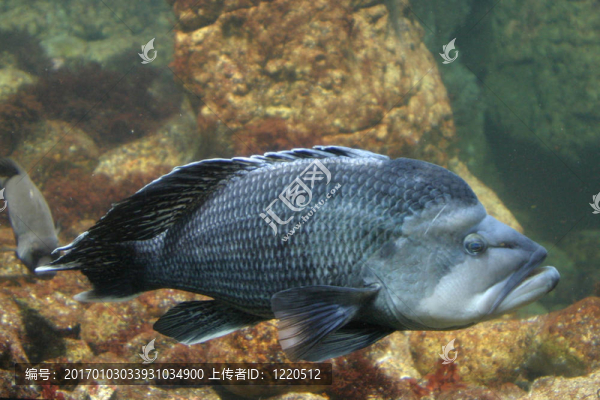 大的魚