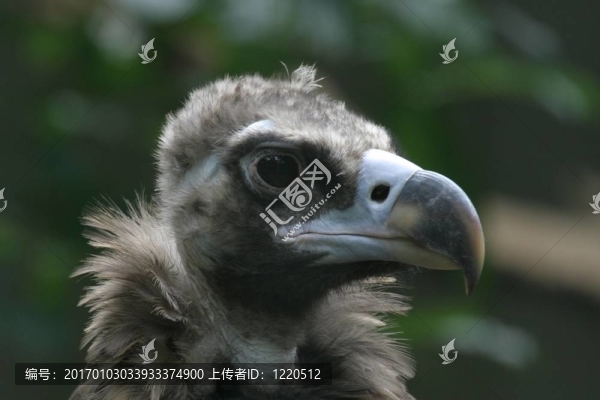 禿鷲