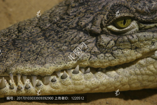 鱷魚