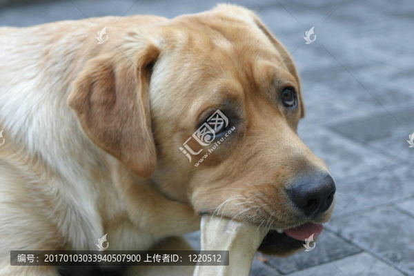 拉布拉多