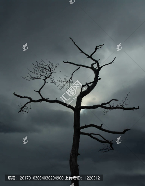 死樹