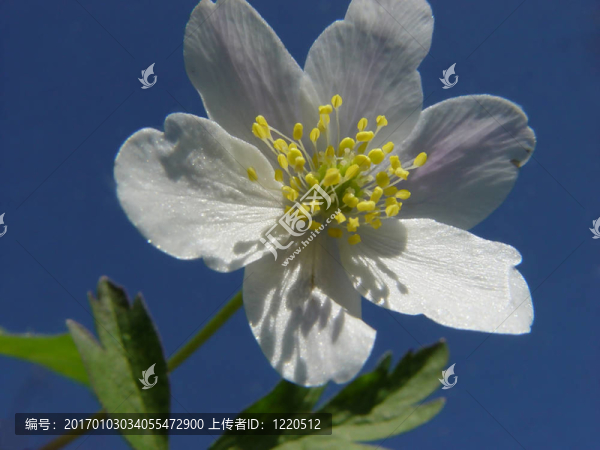 銀蓮花
