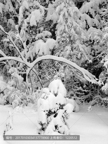 第一場(chǎng)雪